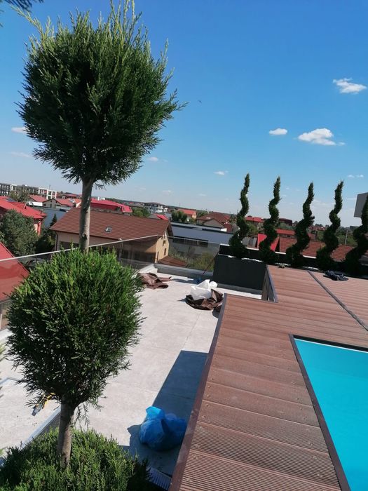 Gazon plante ornamentale sistem de irigat