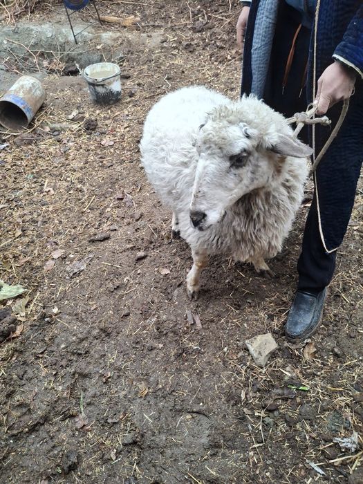 Она куй сотилади богоз 3 корнга  3 ойлик богоз