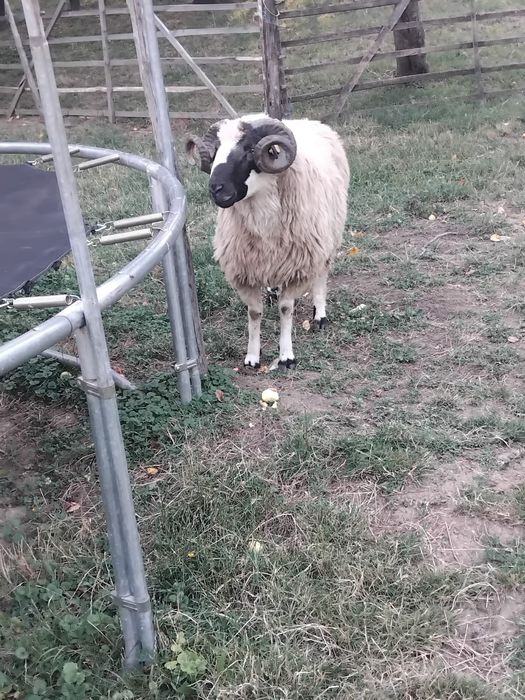 De vânzare, sau la.schimb pe o oaie