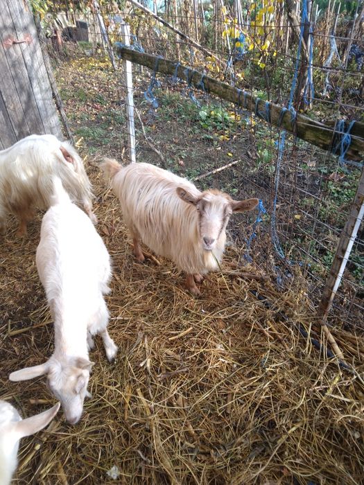 Vind capre sanen vind și iade și țapi