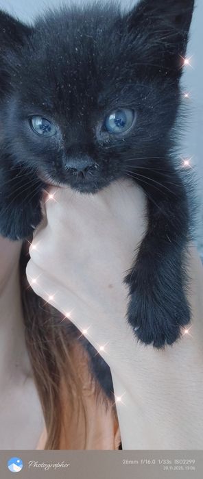 Девочки котята прелесть