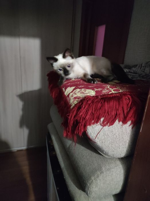Котенок Маркиз .
