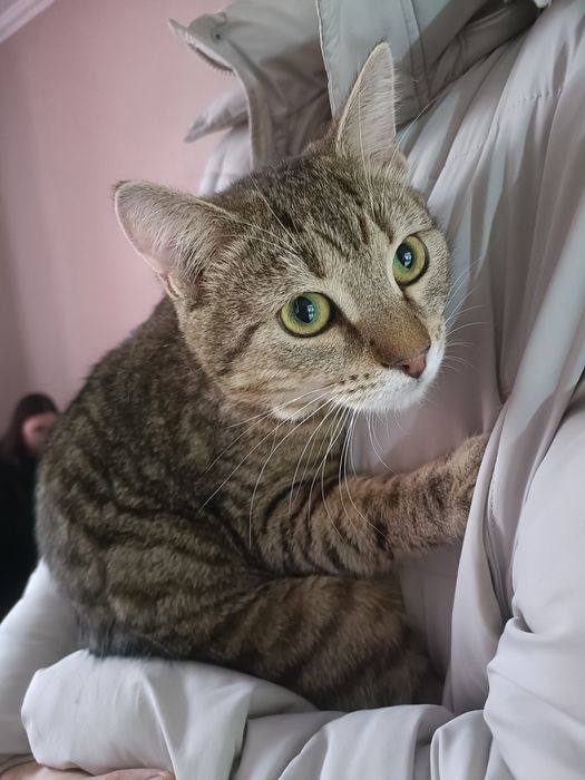 Отдам кота,  мальчик 1 год