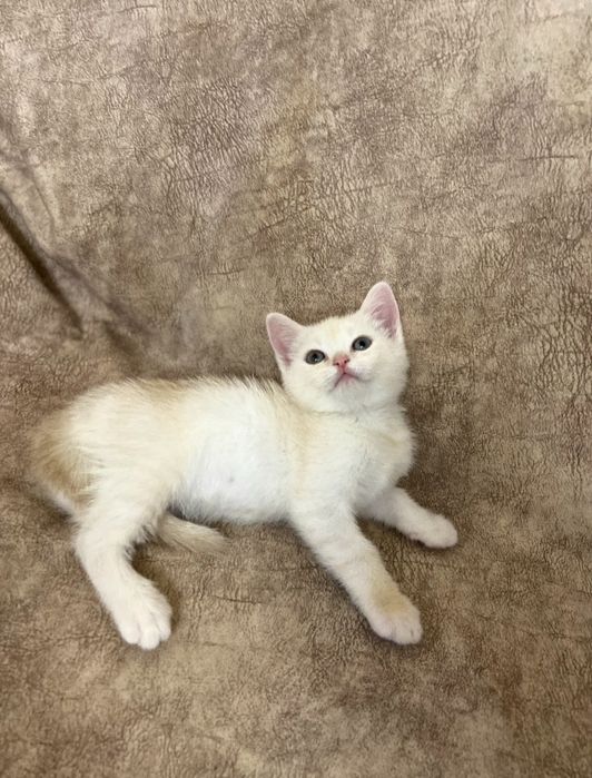 Скоттиш фолд и Скоттиш страйт