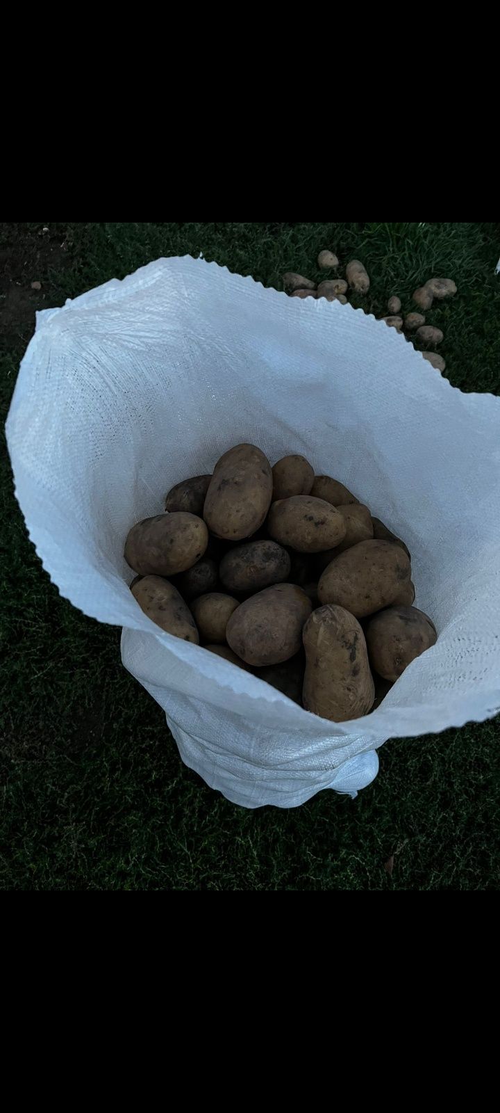 Продам картошку сорт Гала