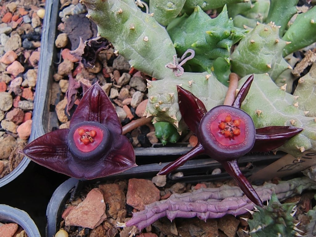 Cactusi si stapelii de vanzare (steaua serifului)