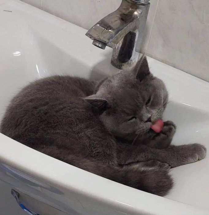 Scottish strayt 5 oylik