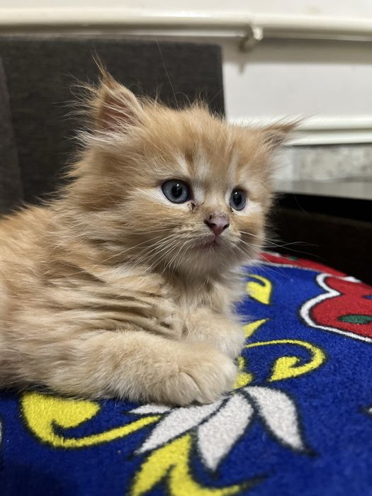 котята шотландской породы