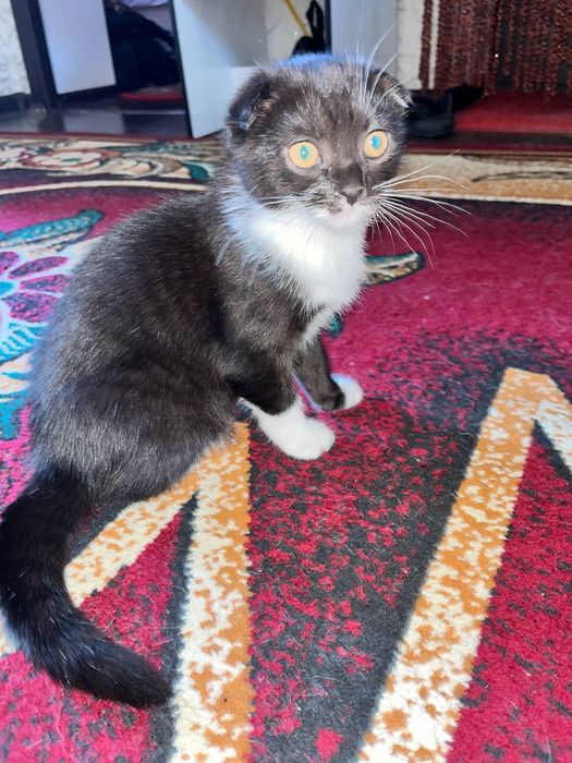 Чиройли зотдор киз мушук боласи сотилади