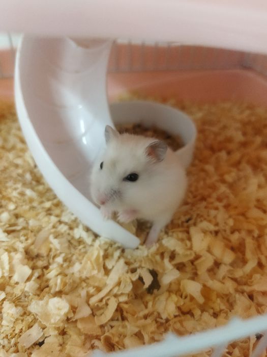 продам хомяка в добрые руки к деткам