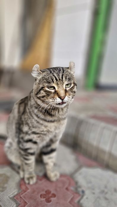 Кот. Примерно 2-3 года.