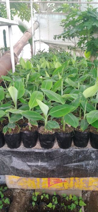 Banan papaya ko'chatlar sotiladi