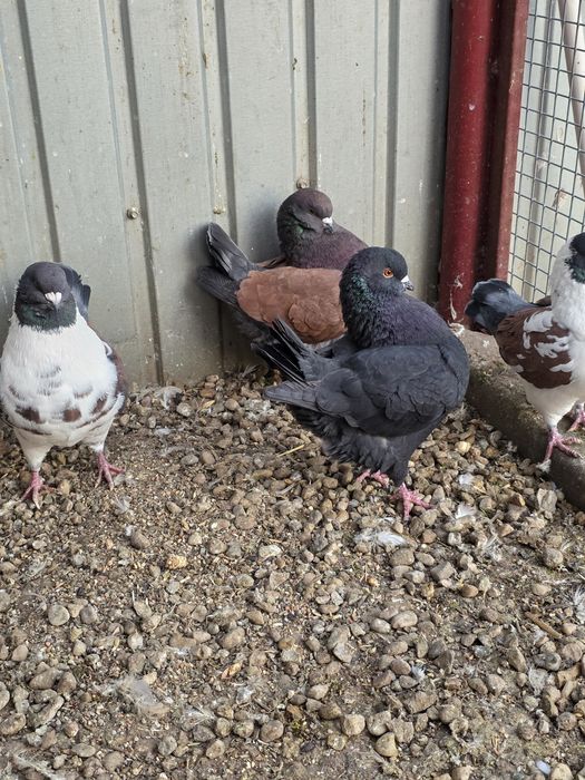 Porumbei modena 3 masculi + 1 femela