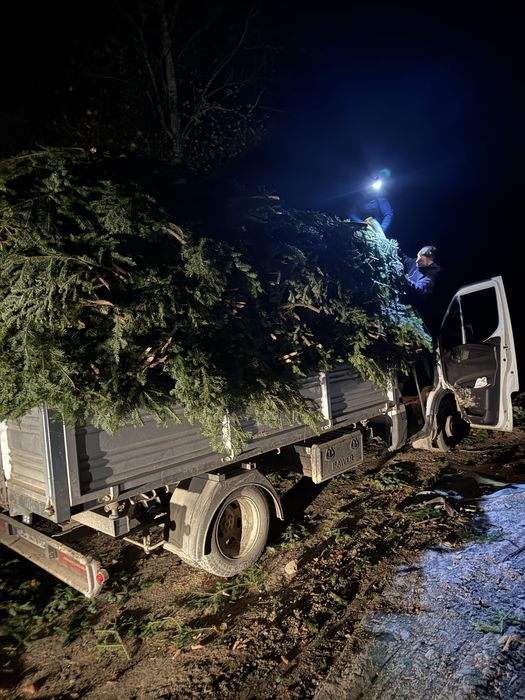 Vand cetina de brad si coronite en-gros