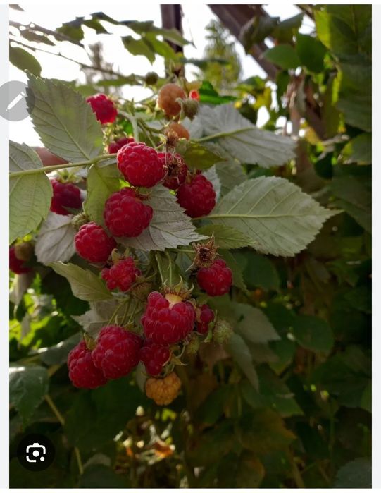 Quritilgan malina barglari 100 gr