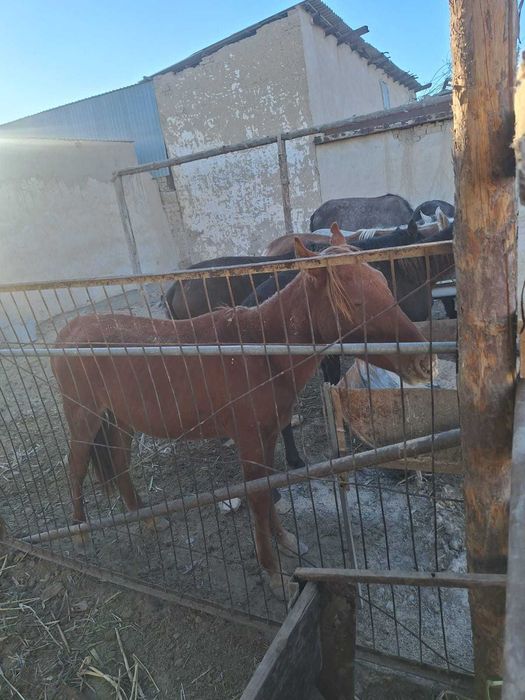 12 бас таи сатылады