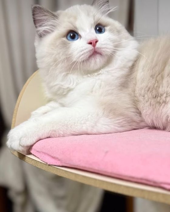 Regdoll, Регдолл