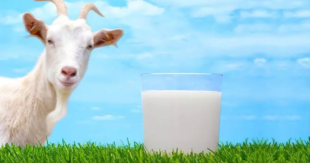 КОЗИ молоко без запоха,антиалергенный ,для груд.ребенка