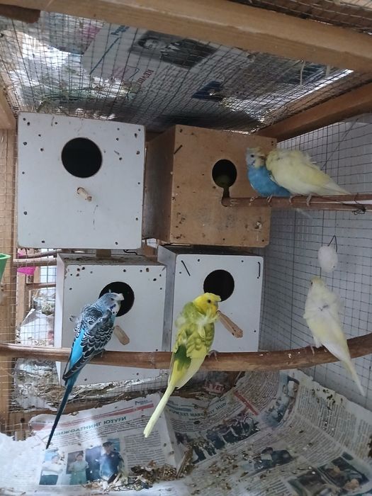 Babichkalar sotiladi soglom parasi 500 ming