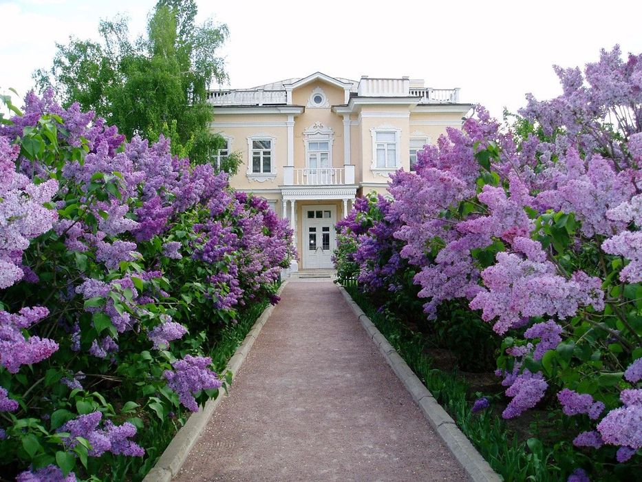 Саженцы сирень акция
