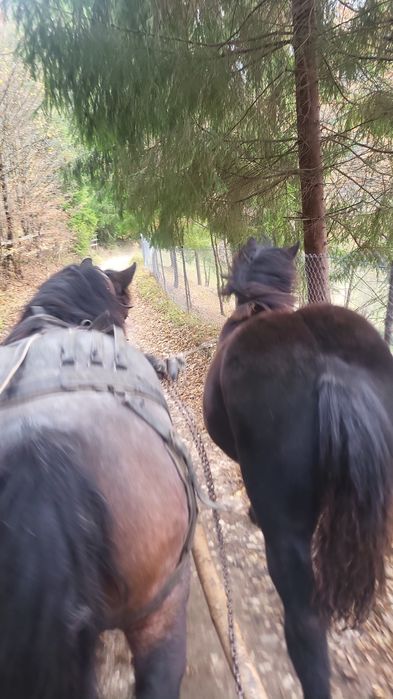 Manza de 8 luni de vanzare