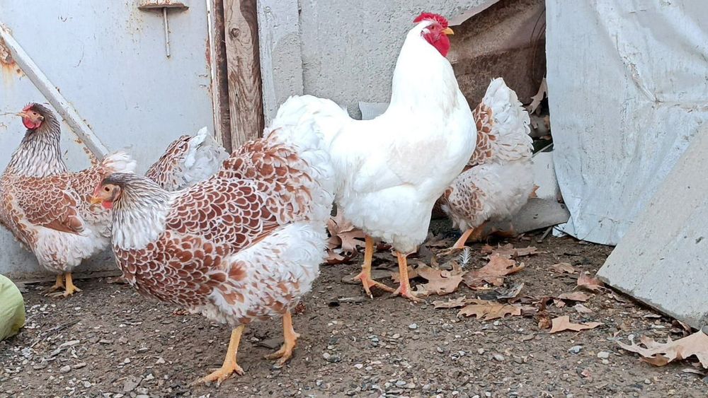 Ищете эффектных и продуктивных куры  для своего хозяйства?
Предлагаем