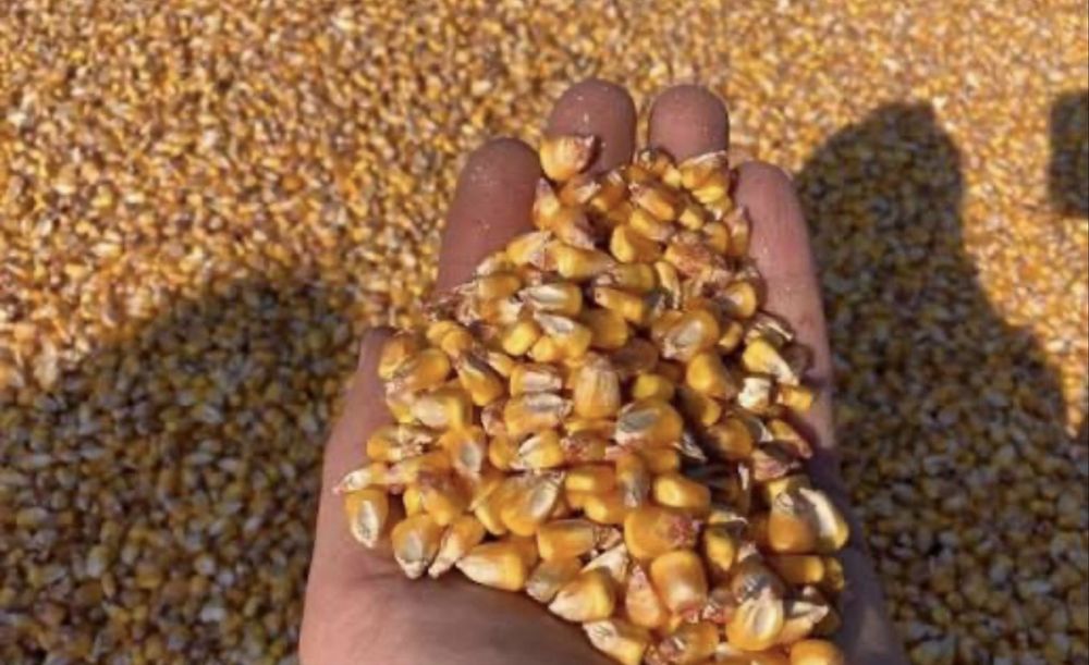 Vand porumb boabe productie 2025