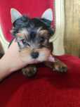 Yorkshire Terrier