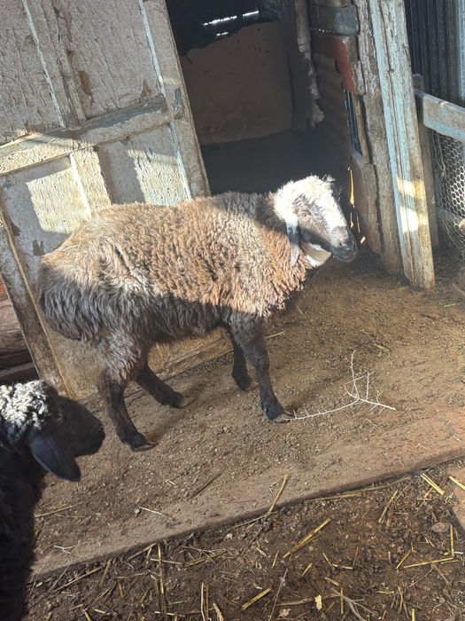 Кой сатылады бағылған