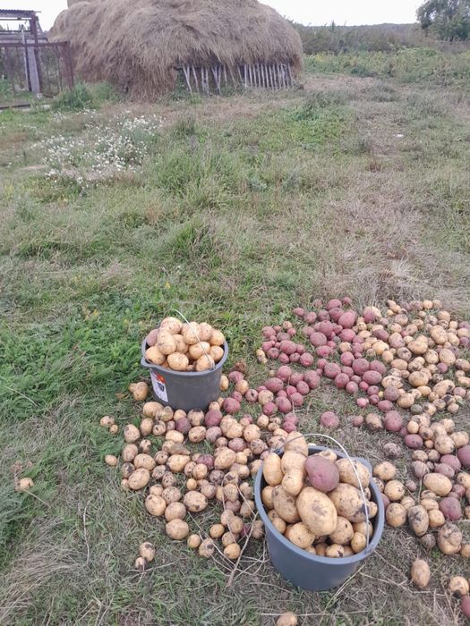 Продам картофель мешками
