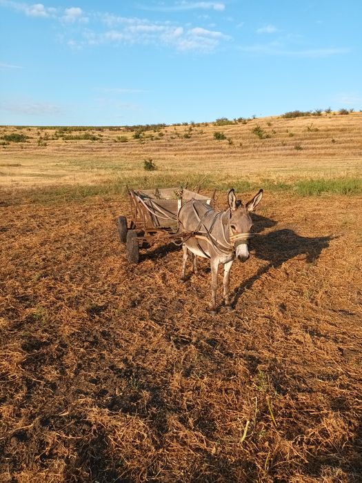 Vând Măgar femela