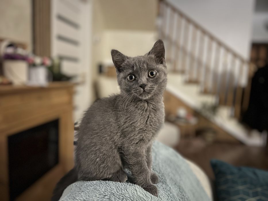 Pisica British ShortHair