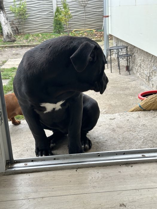 Femela Presa Canario