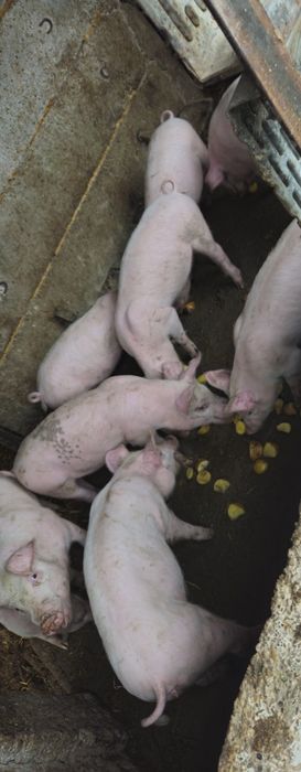 Marele alb +landrace