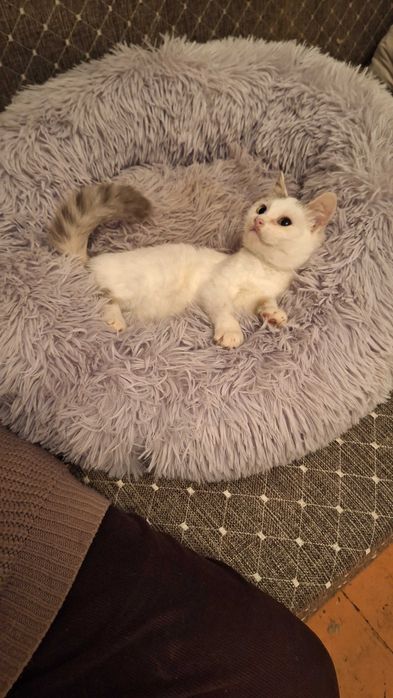 Котенок мальчик 3 месяца