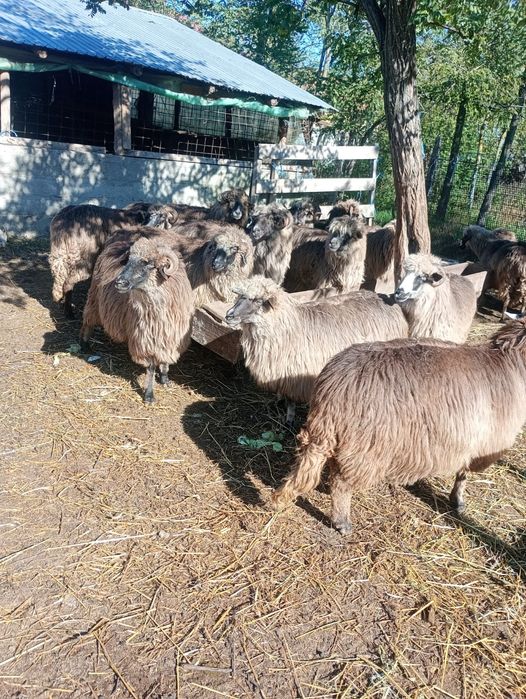 Oi bucălai de vanzare