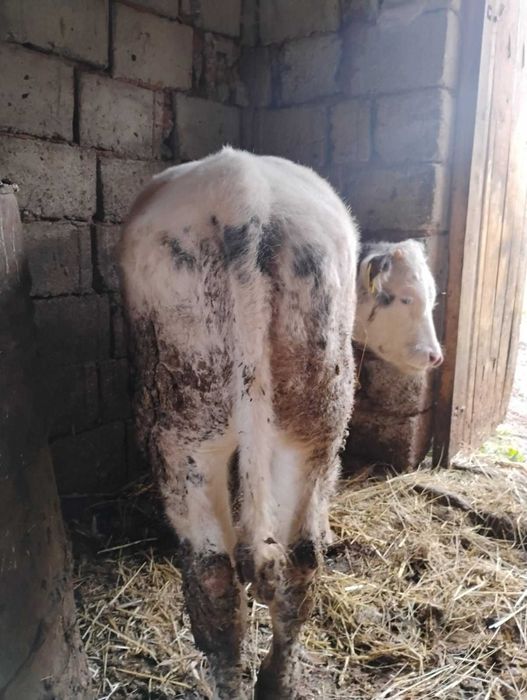 Vand 2 vitei taurasi