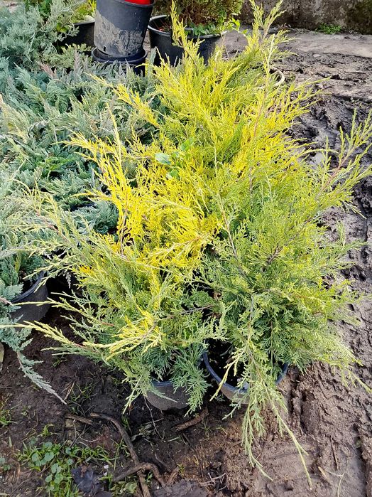 Лавровишна за жив плет 4лв