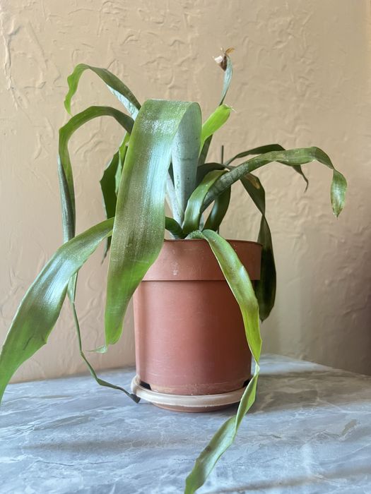 Эхмея комнатная ( гузмания)