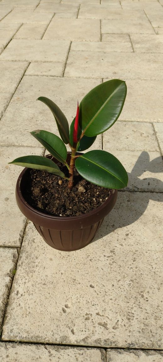 Ficus floare naturală