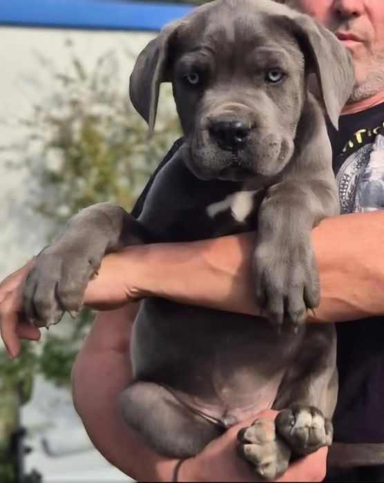 Cane corso blue/gri