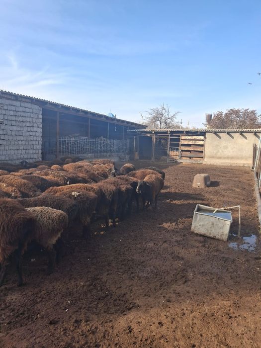 Бордақы қойлар бар сатылады