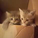 Породистые  котята 1 месяц