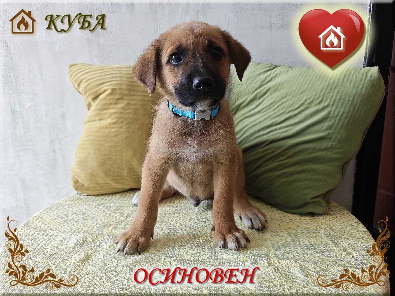 Четири кучета бебета-сървайвъри и супер герои