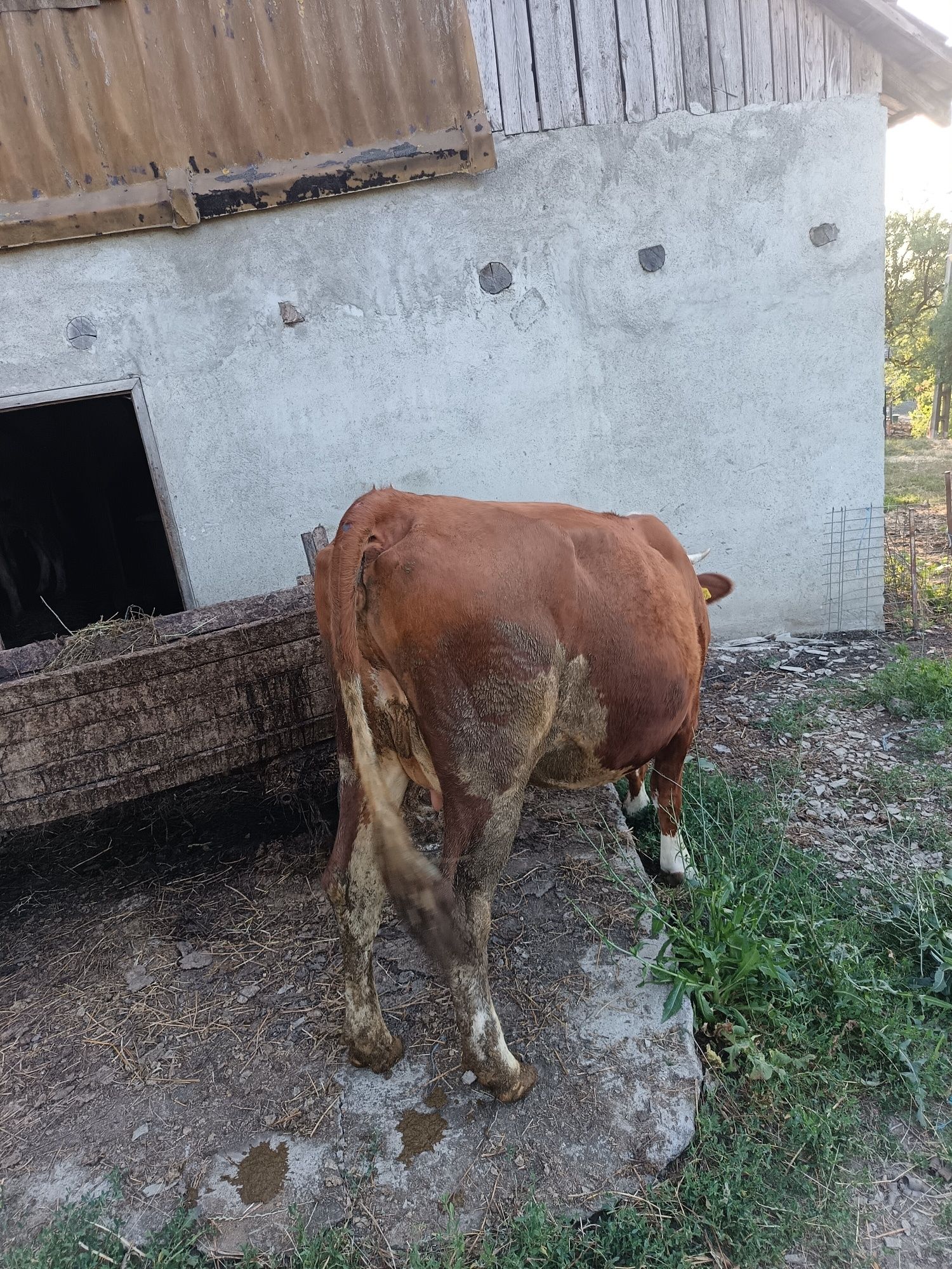 Vaca de vânzare Dobrin