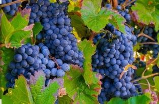 Struguri de vin producție 2025 calitate 1