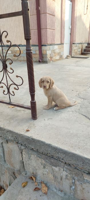 Короткошёрстный спаниель