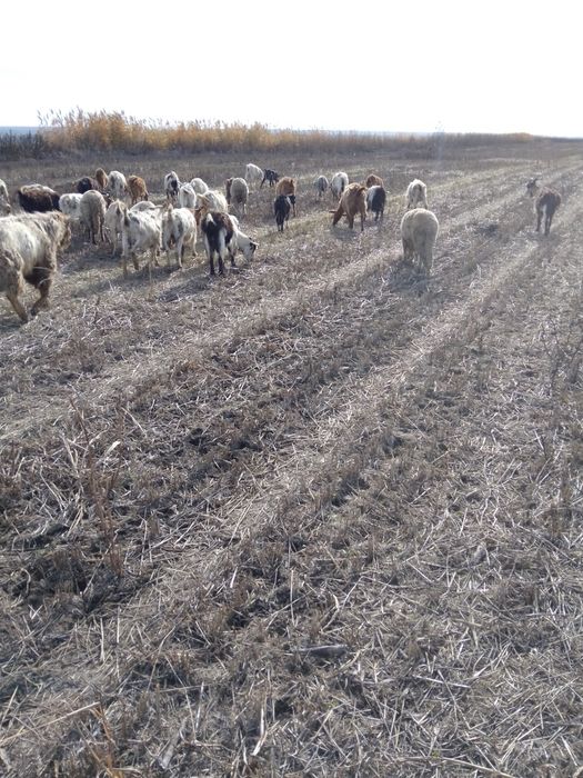 oi și capre  doar toate