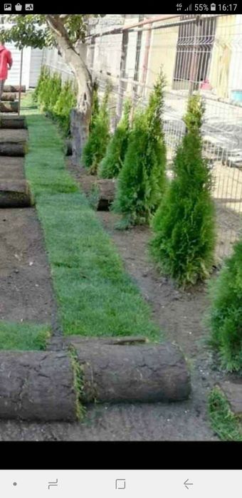 Tuia brazi mesteacăn tei salcie prunus criptomenia Danica magnolia