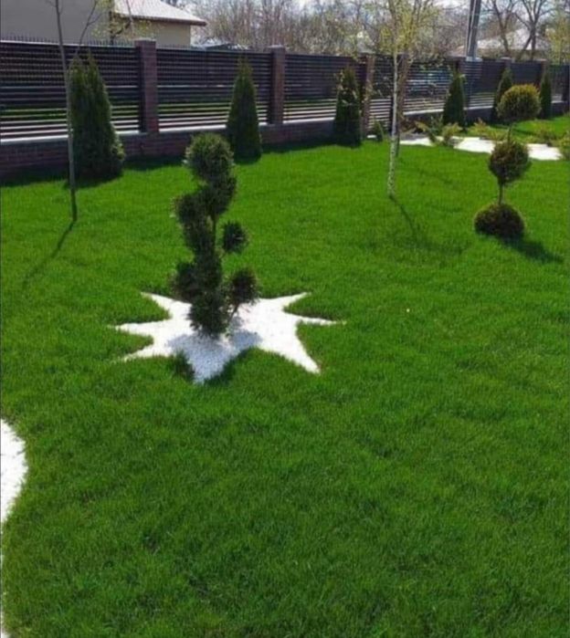 Plante ornamentale de diferite varietatii